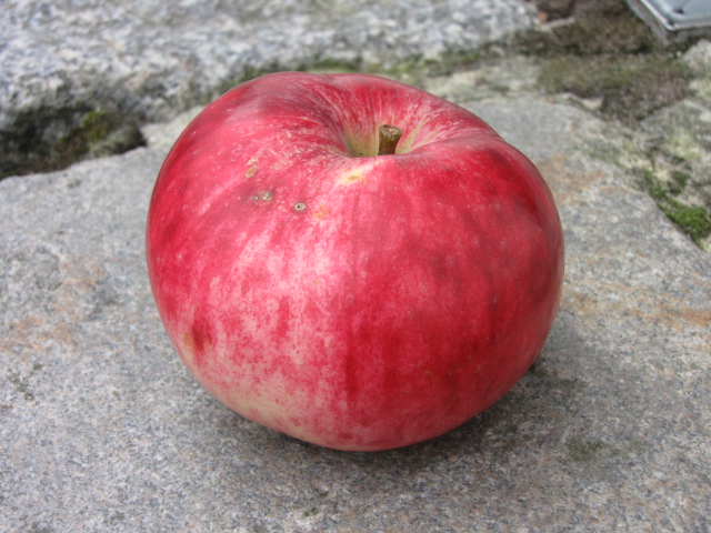 Apfel Jacob Fischer-2.JPG